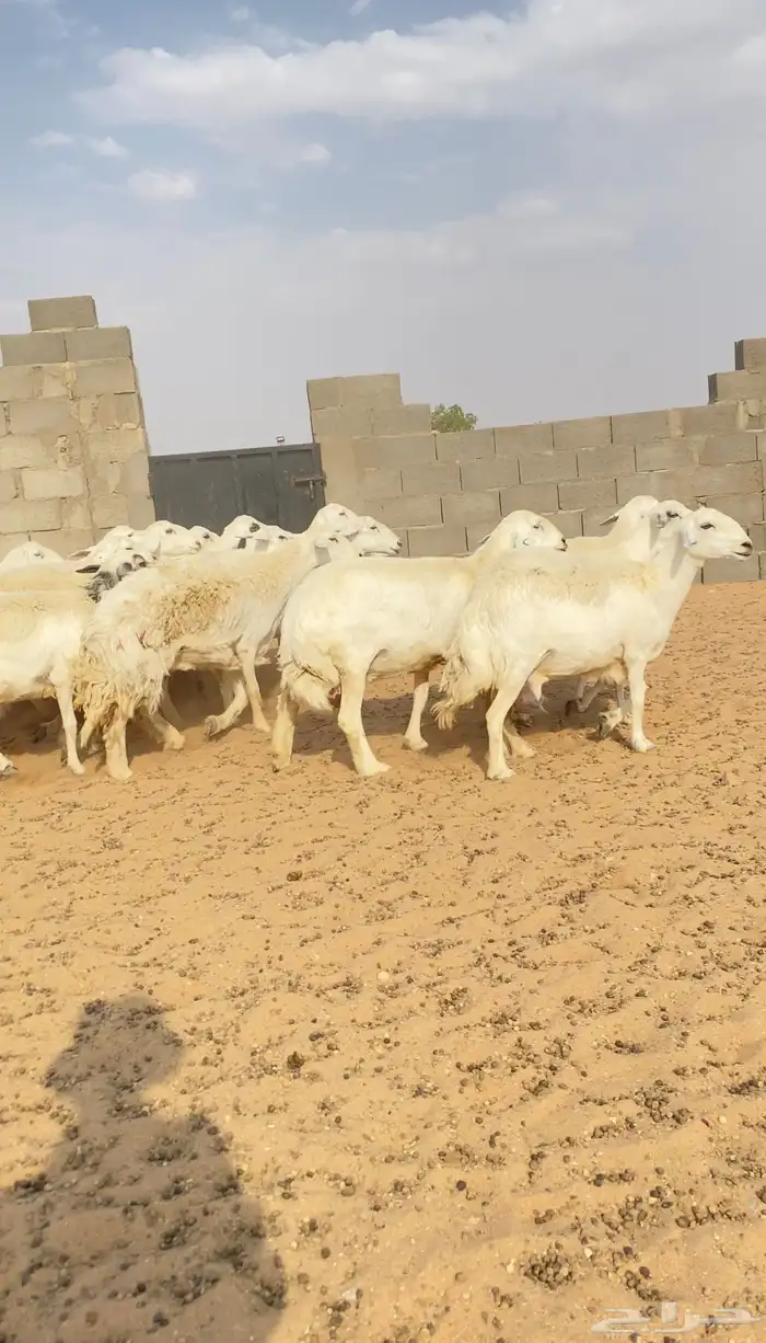 غنم حريات حرش مراح واحد 150 بفحولها 2 ت 32 بهم( تم البيع ) 13