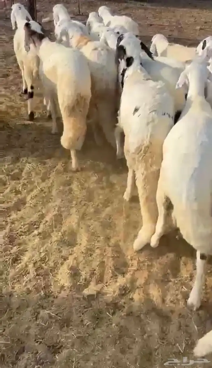 سواكن مرابي جذعان وشحم 2