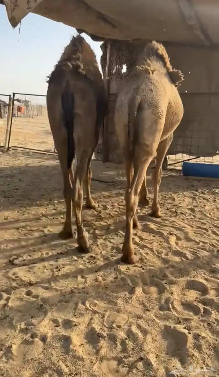 حشو فاخره مغلقه شحم 2