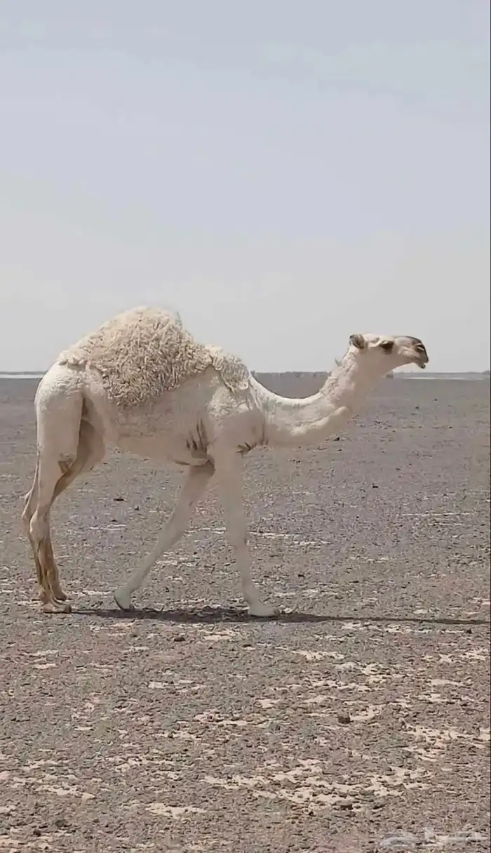 للبيع بكره كفو 0