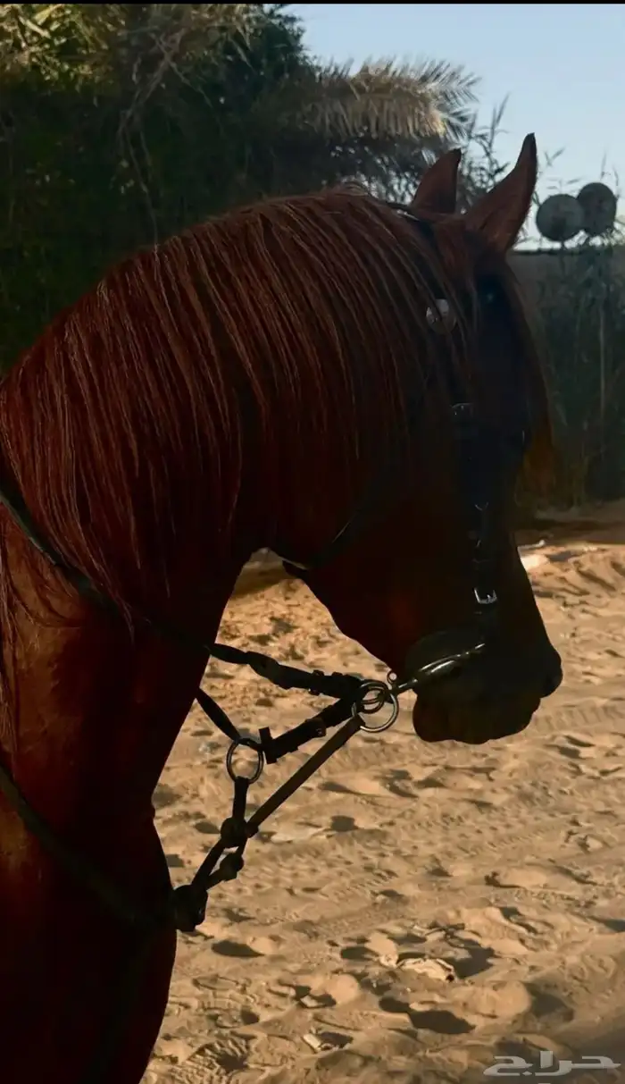 خيل واهو 5