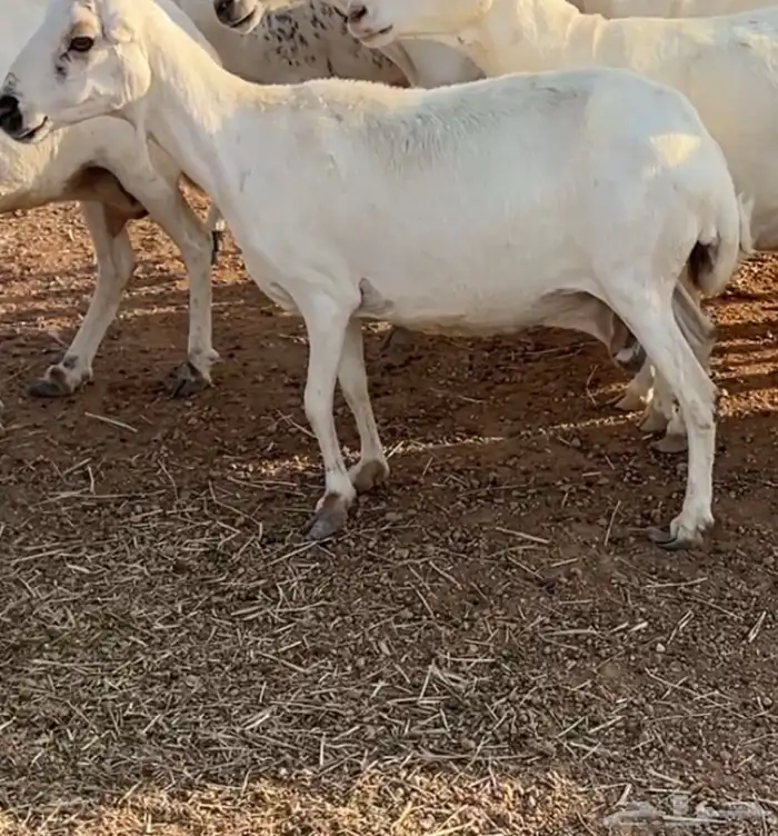 رفيديات مضاريع ودفيع 0