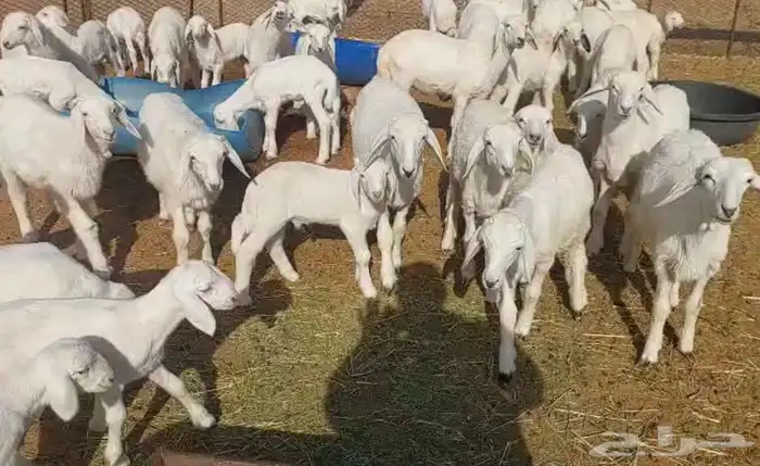حريات للبيع 1