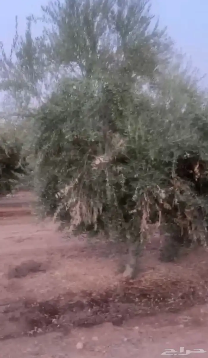 أشجار زيتون 0