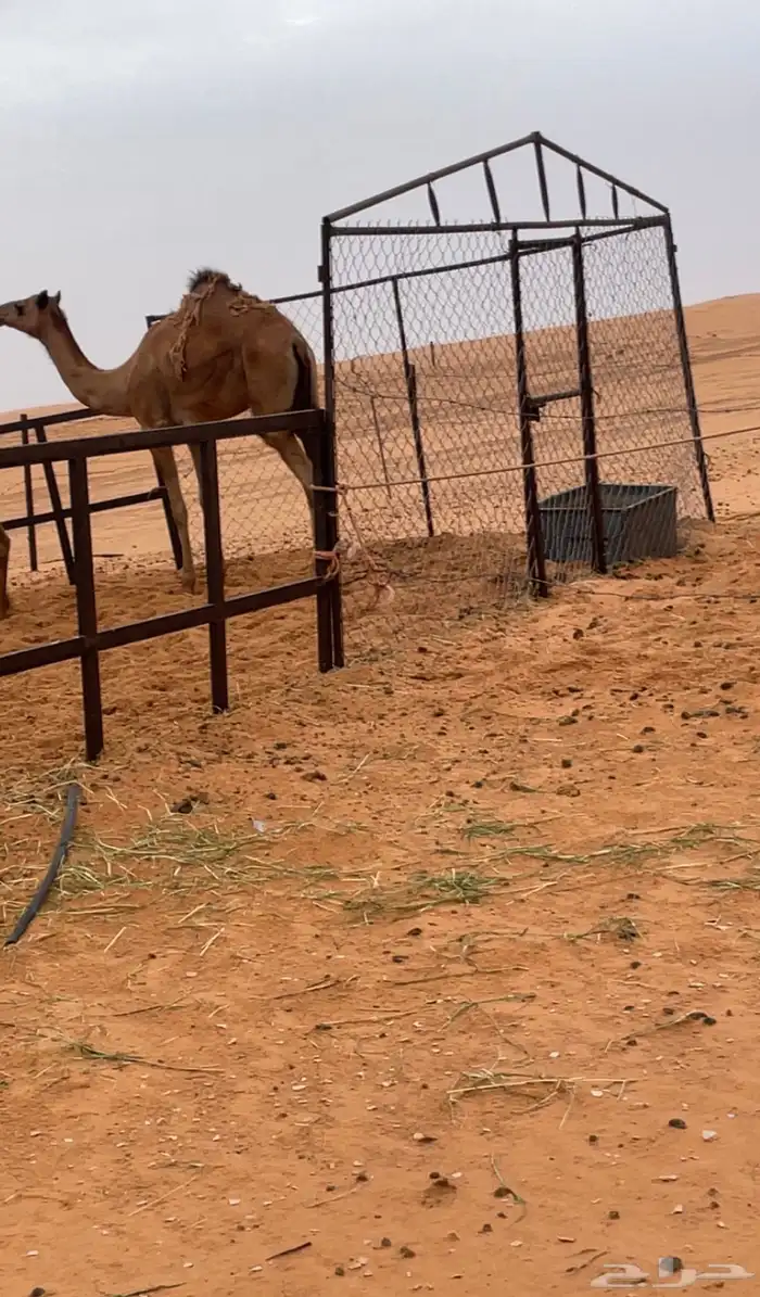 مفروده فل شحم للبيع 0
