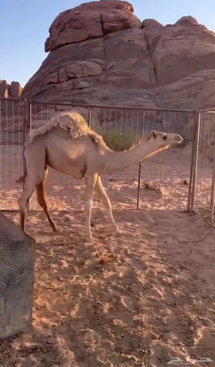 قعود طيب للبيع 0