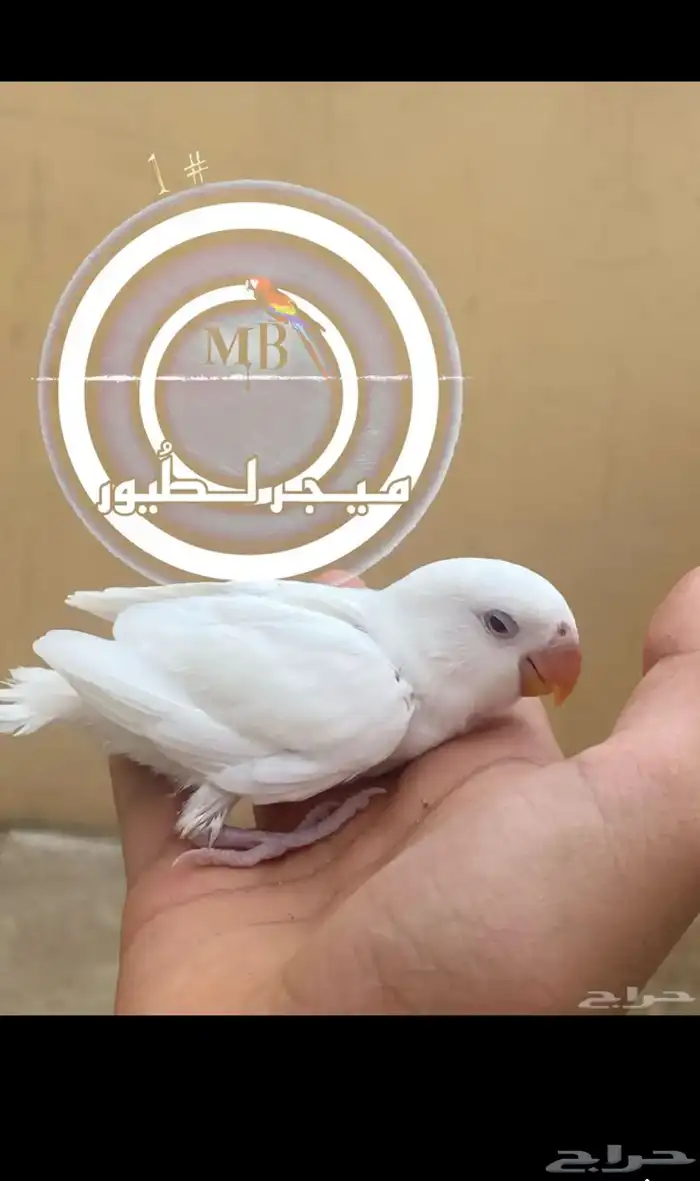 فرخ روز هدد خارجي وحجم سوبر جامبو 0