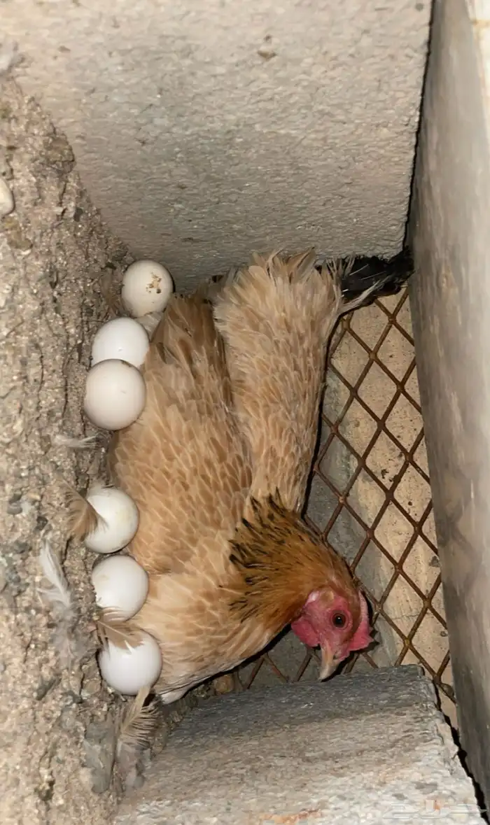 دجاج كفو موقع بيشه جميع بيع جمله . 0