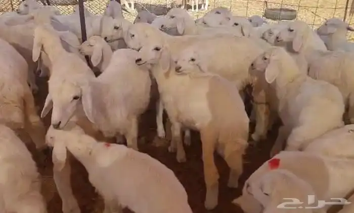 حريات للبيع 0