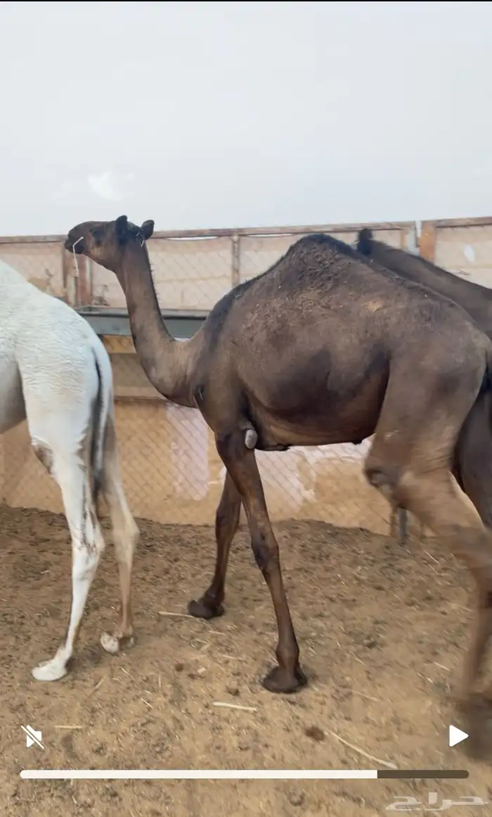 بكره مفروده 0