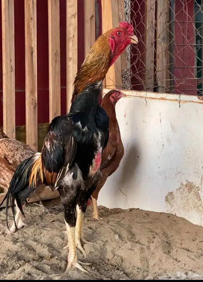 فروخ شامو ياباني 0