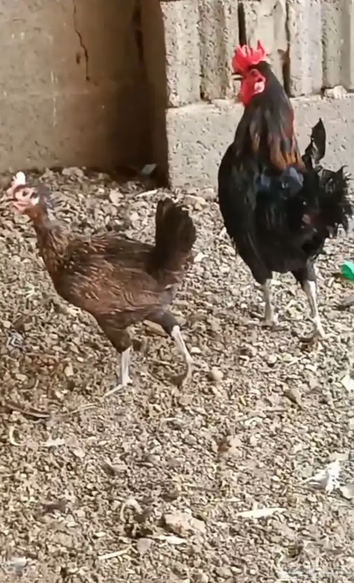 للبيع دجاج بياض 8