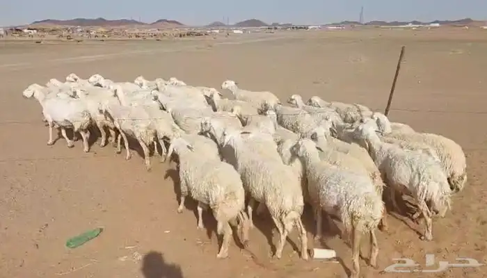حريات للبيع 3