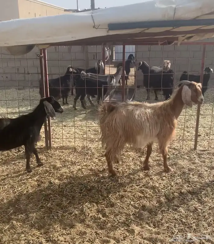 معزاء دفيع ومتابيع للبيع 3