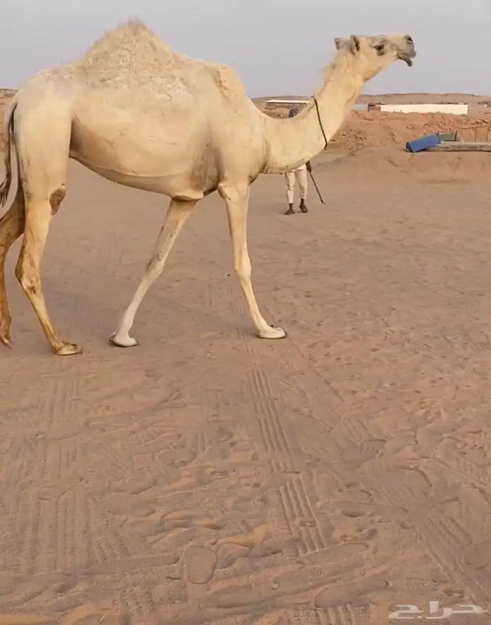 للبيع بكر خفوت السن ثنيه 1