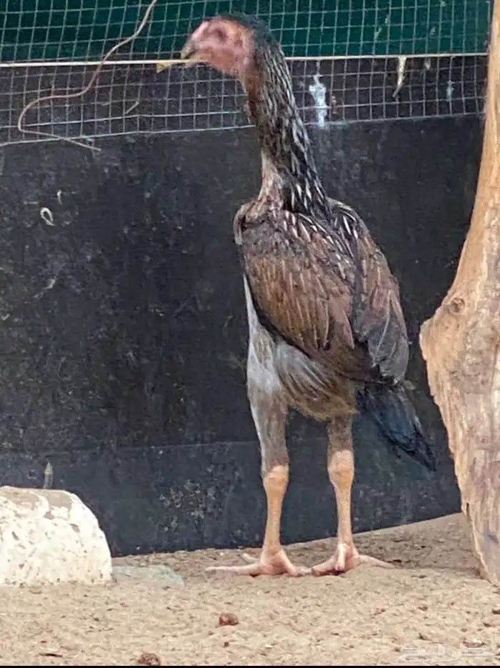 فروخ شامو ياباني 1