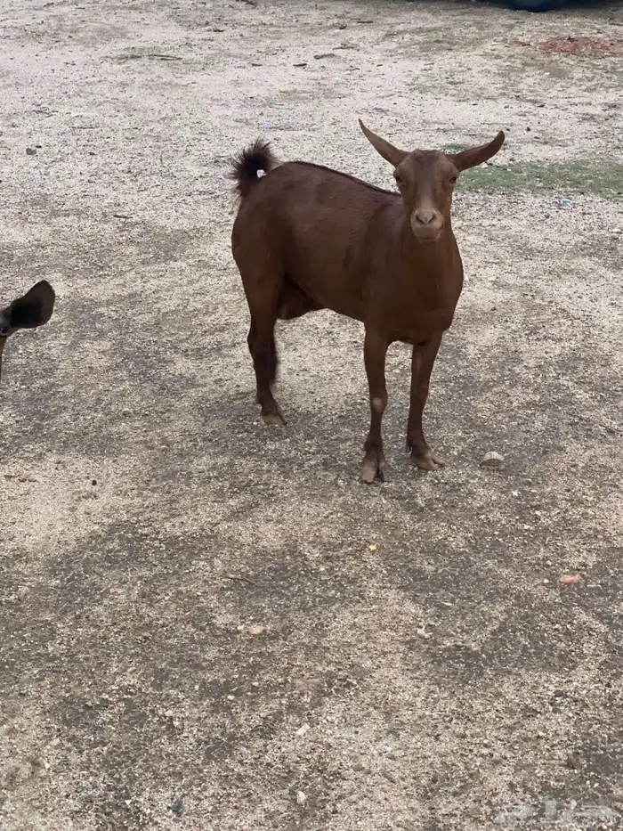 للبيع معزا حص 2
