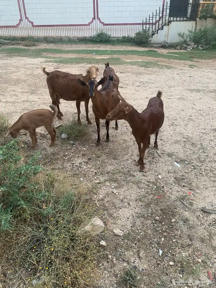 للبيع معزا حص 0