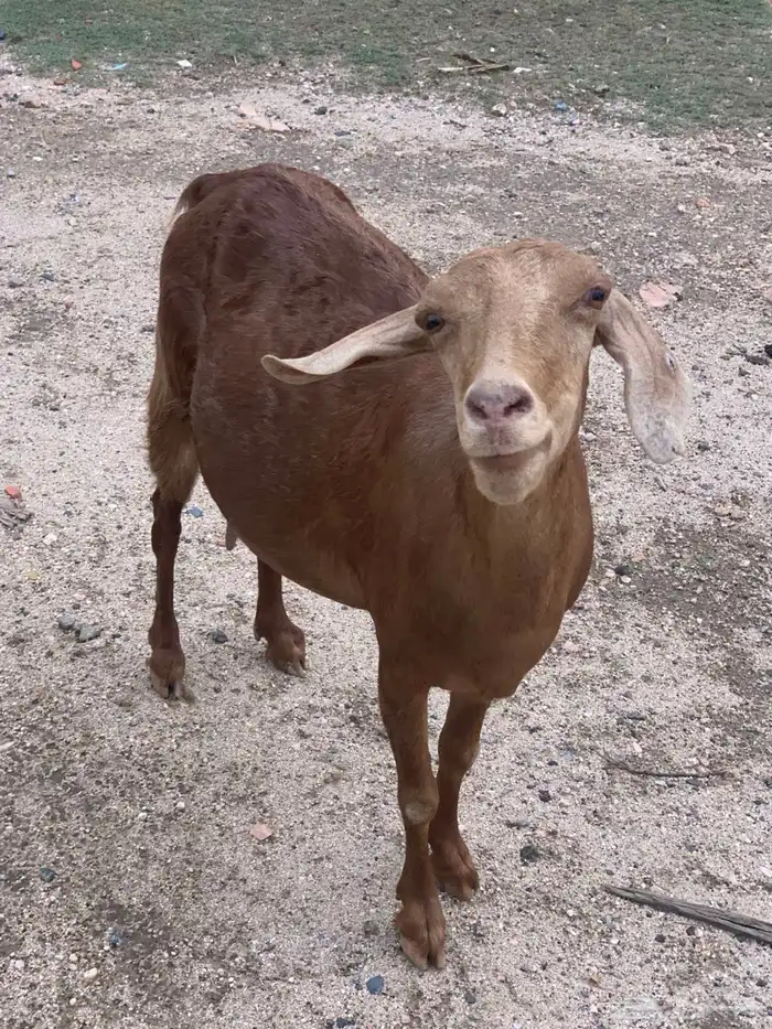 للبيع معزا حص 3