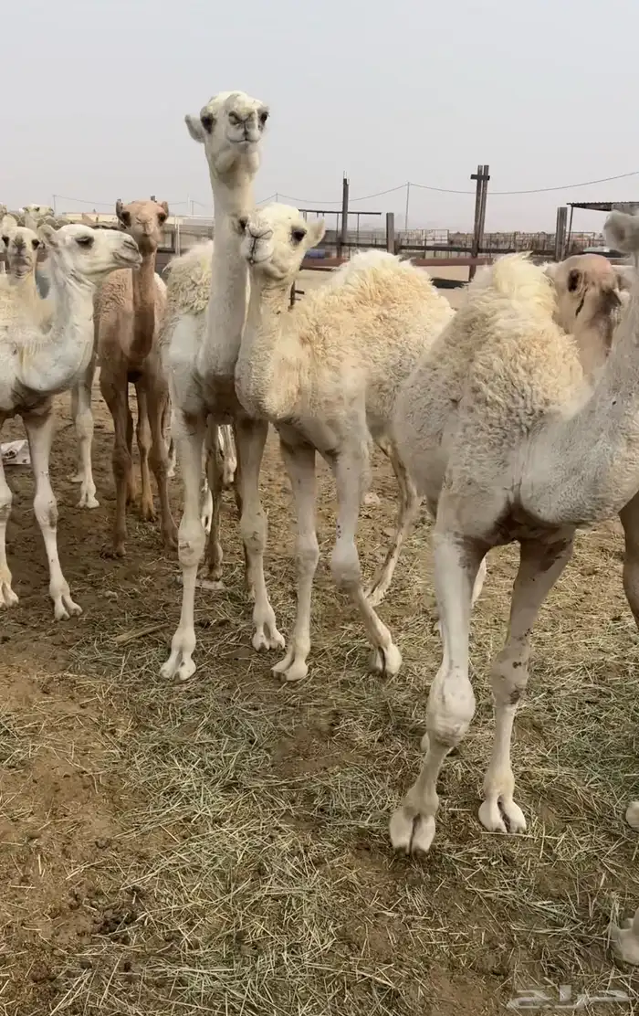 15حاشي في بيشه 1