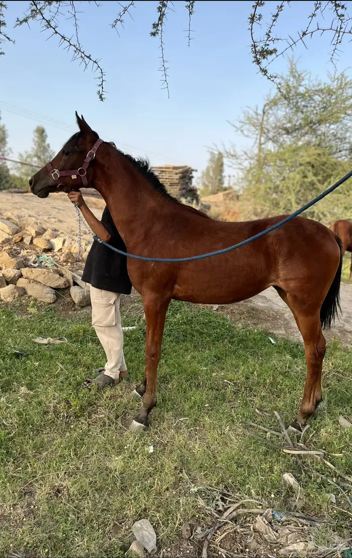 مهره للبيع 0