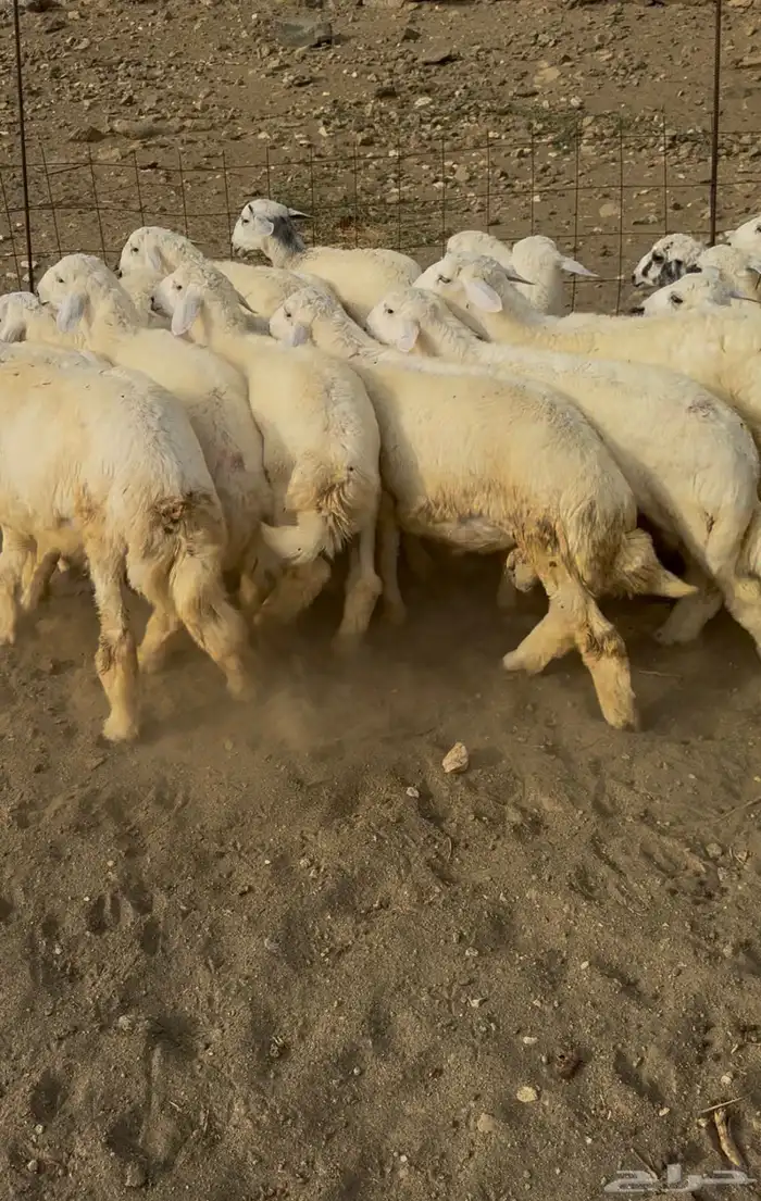خرفان او طليان حريات مناسبات سمان 19 ( تم البيع) 0