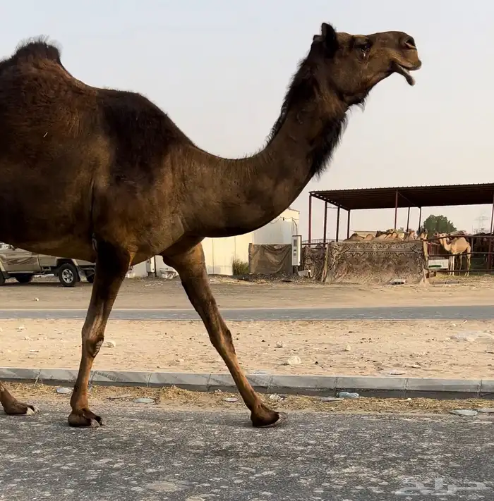 لقحات كفو لقاح على فحول منتجه. 0