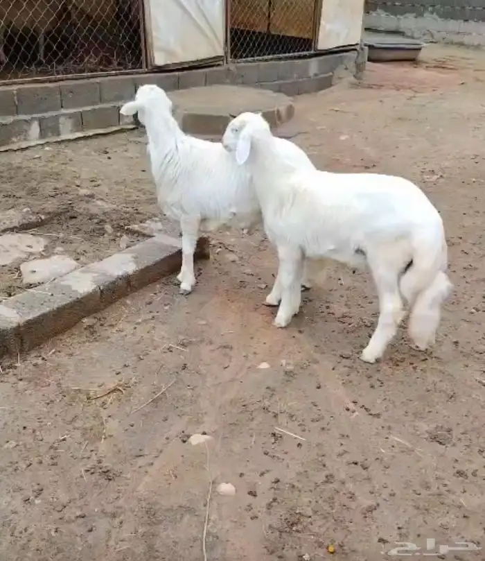 شعف شهران تمنيه 0