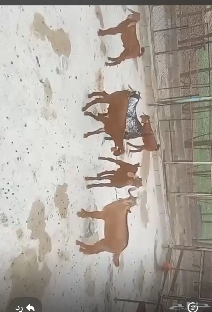 تيوس لباني محايل 0