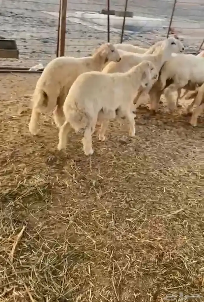 طليان شمال جده 0
