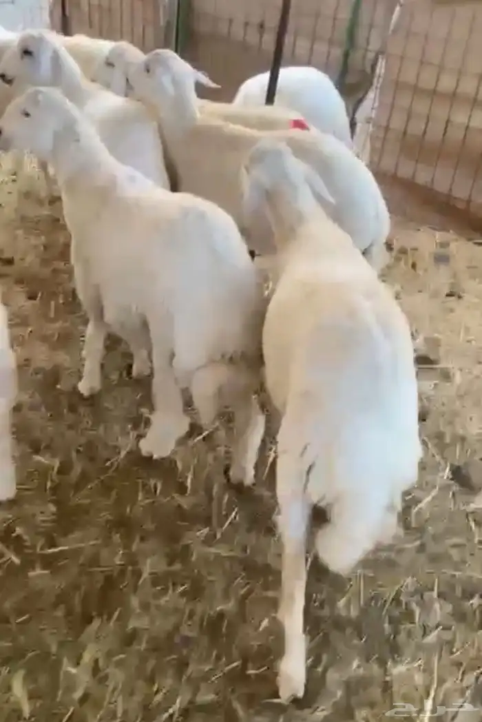 طليان شمال جده 2