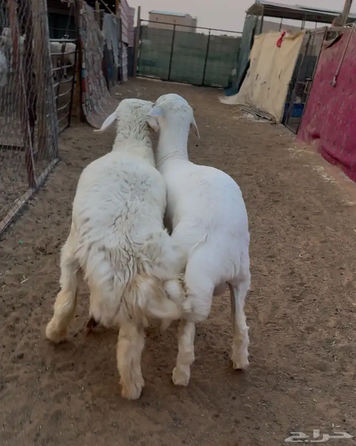 ذبايح 9