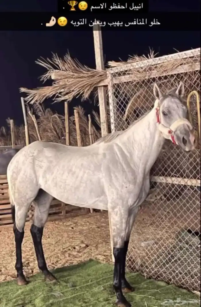فرس مشروكه 4