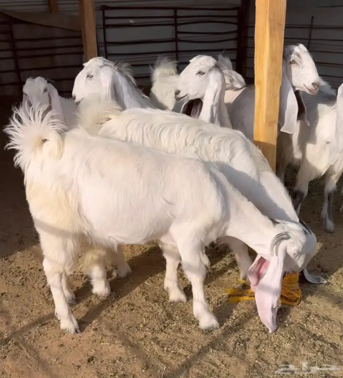 جفرات عوارض فاخرة 8