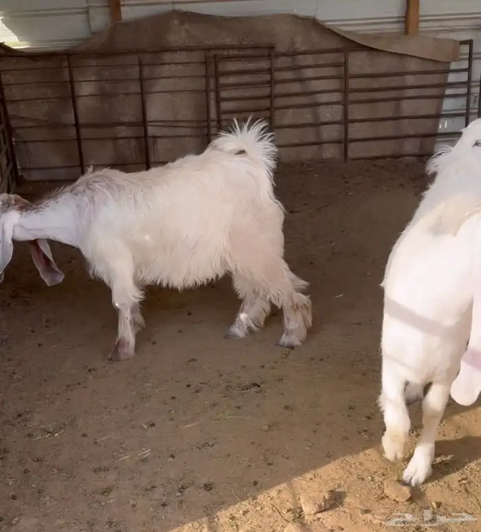 جفرات عوارض فاخرة 7
