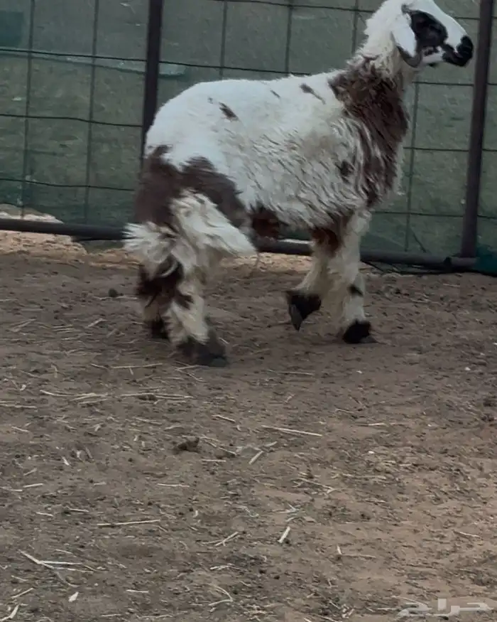 ذبايح 8