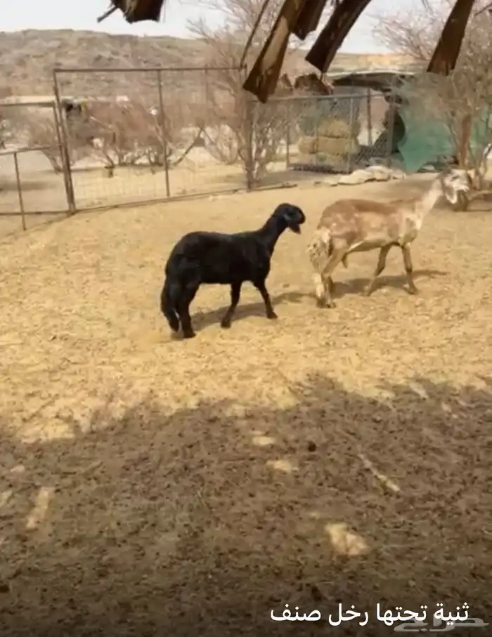 ثنية تحتها رخل صنف 2