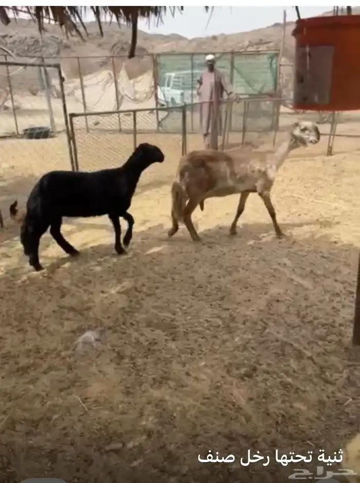 ثنية تحتها رخل صنف 1