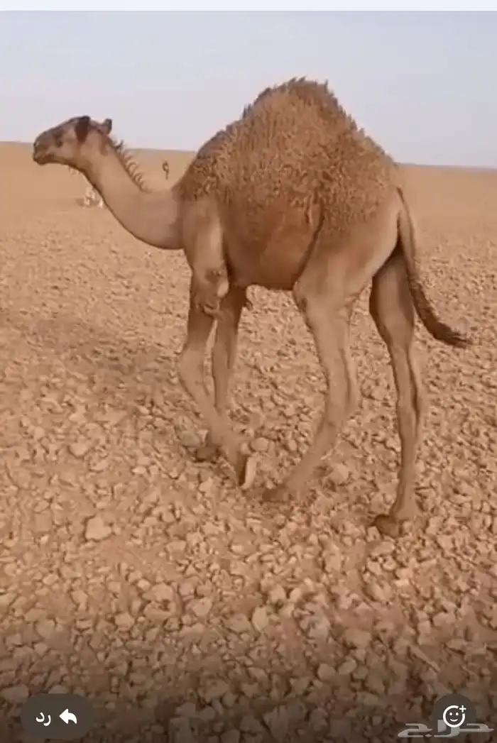 3 قعدان 0