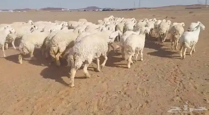 حريات للبيع 4