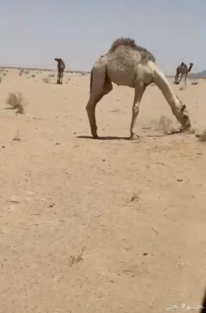 مفاريد وحيران طيبه 2