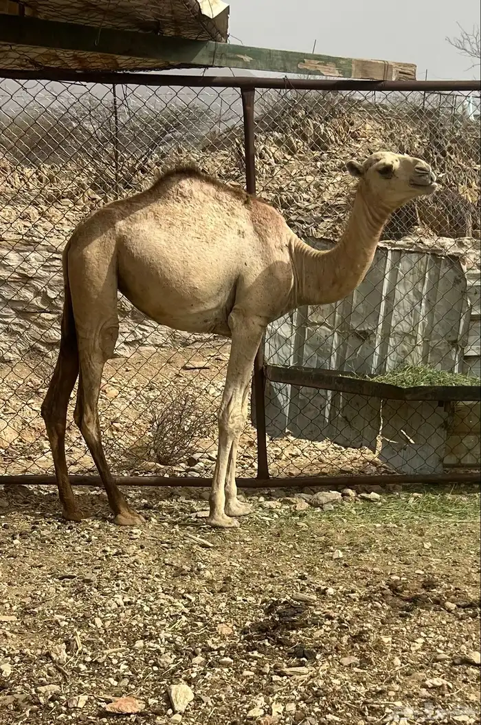 ابل للبيع 2