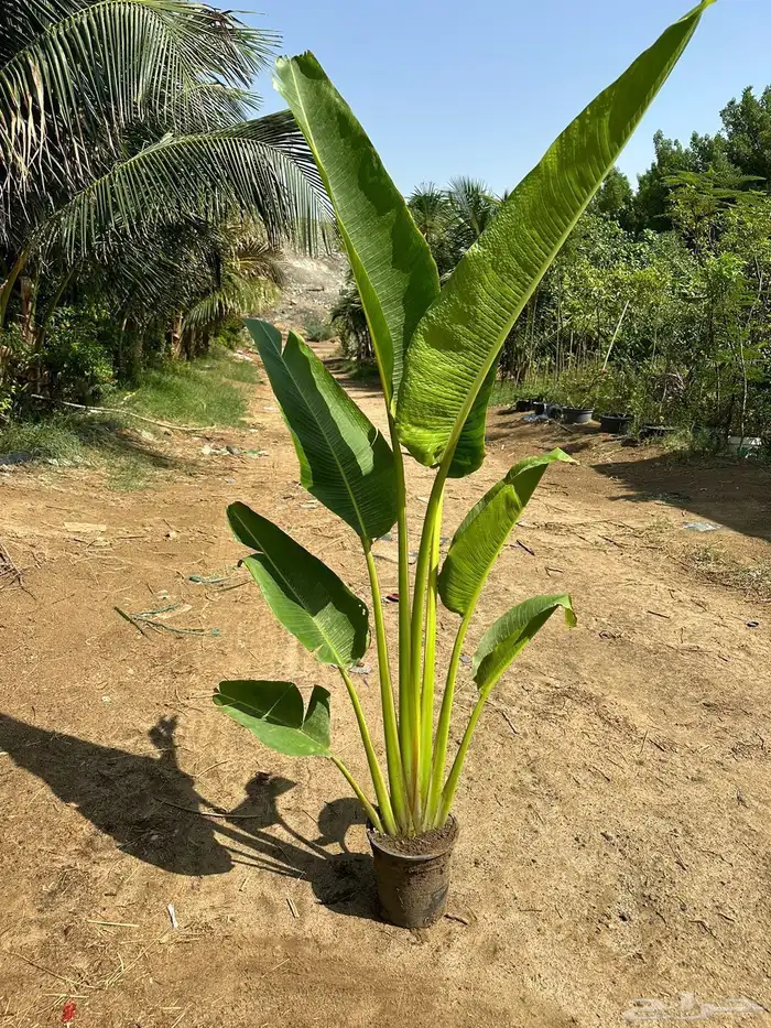 مشاتل مشتل للبيع الاشجار بالجملة جدة 3