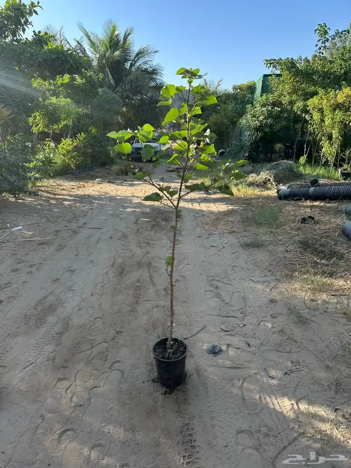 مشاتل مشتل للبيع الاشجار بالجملة جدة 4