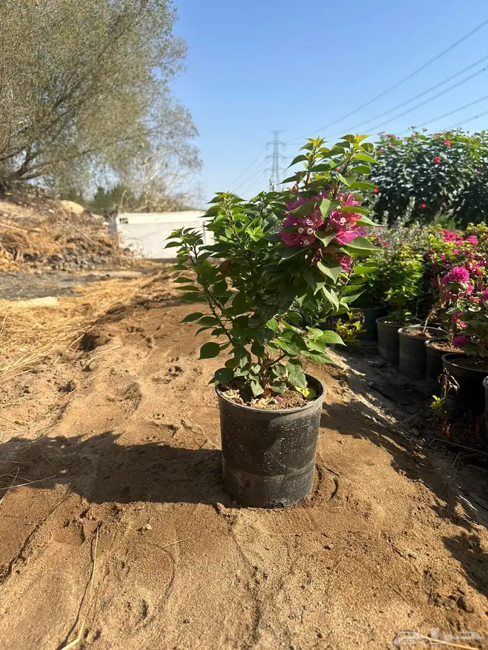 مشاتل مشتل للبيع الاشجار بالجملة جدة 8