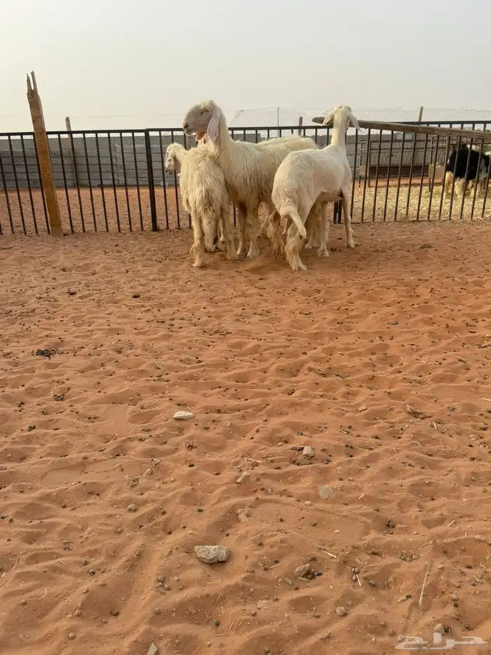 نجد عيس. 3
