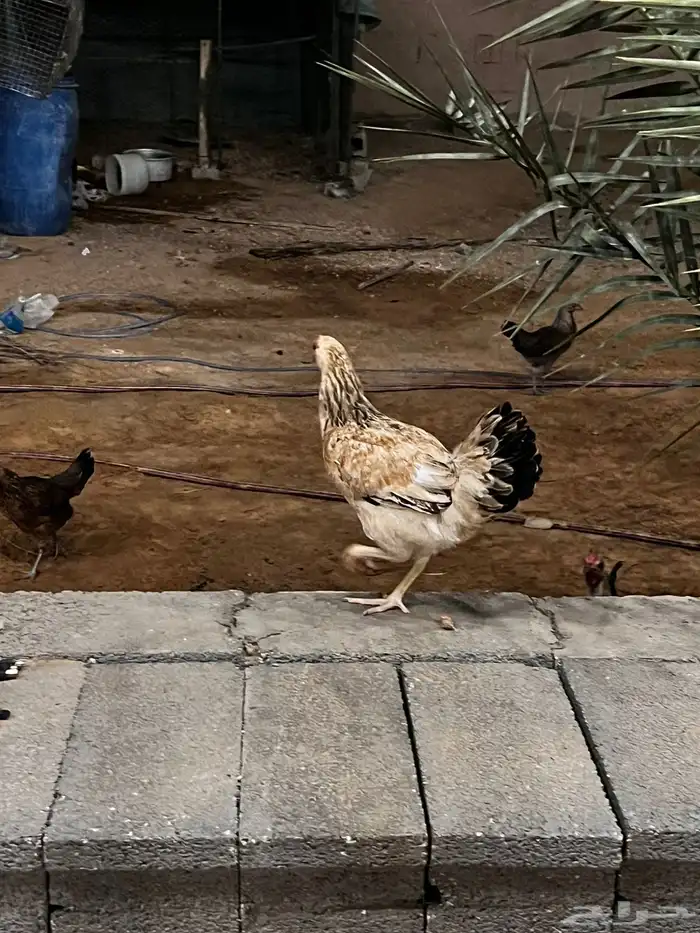 دجاج وديوك تراث 8