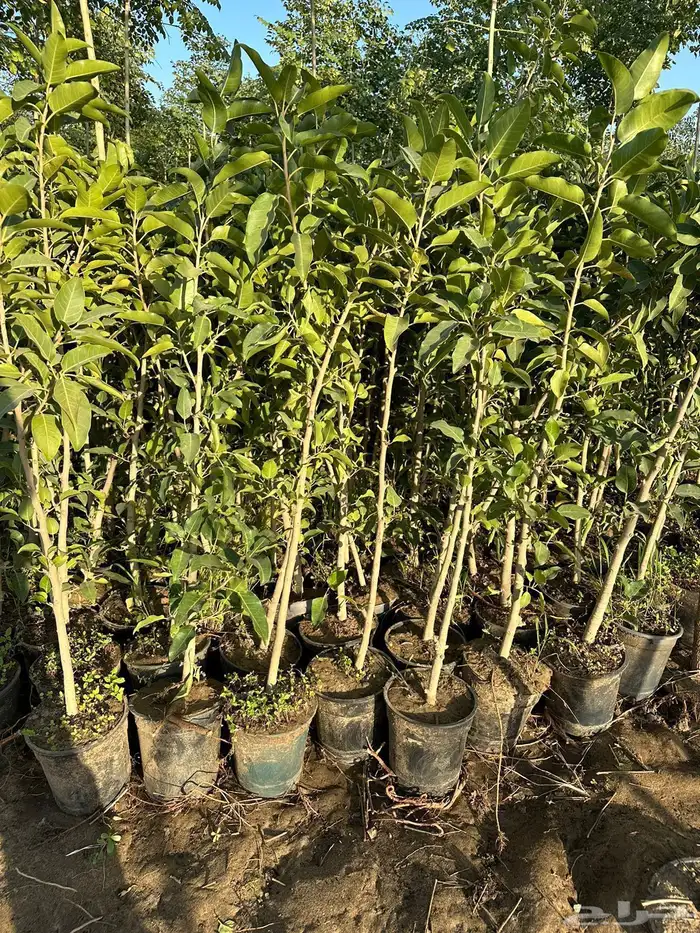 مشاتل مشتل للبيع الاشجار بالجملة جدة 1