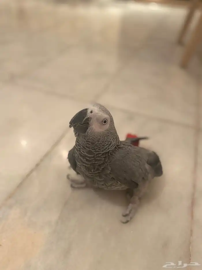 للبيع ببغاء كاسكو بصحة ممتازة 4