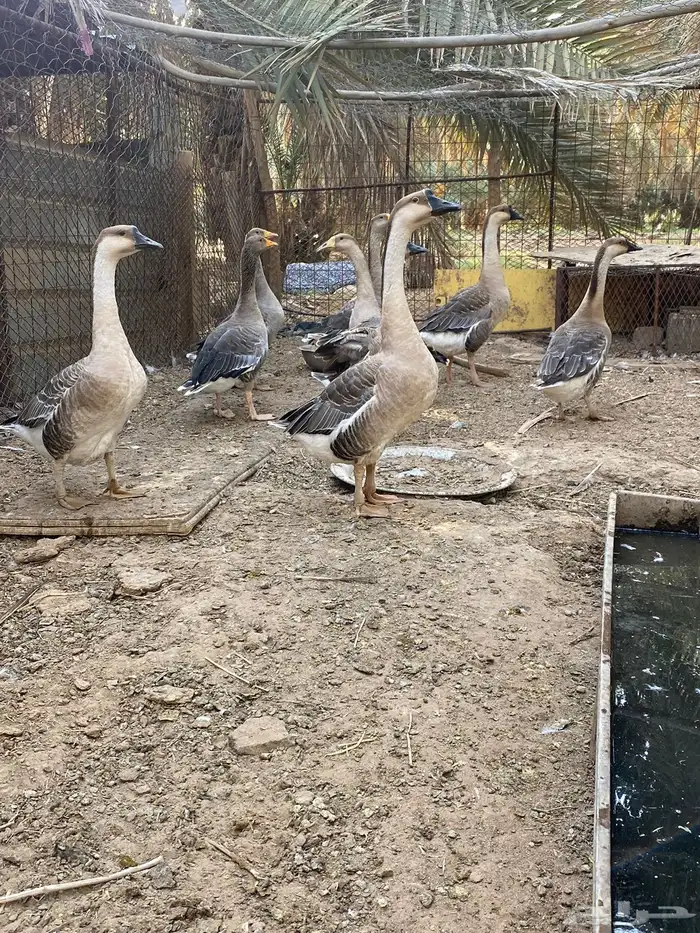 وز عراقي اصلي 0